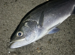 ヒラスズキの釣果