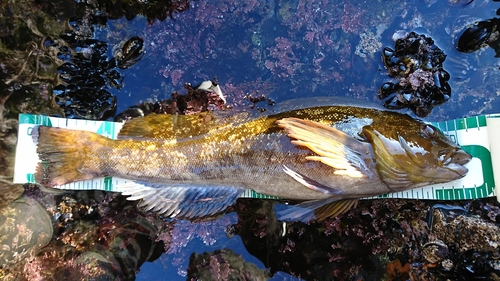 アイナメの釣果