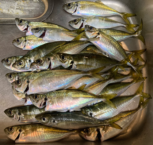 アジの釣果