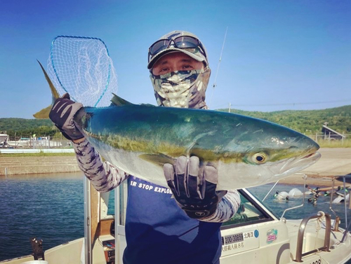 ブリの釣果