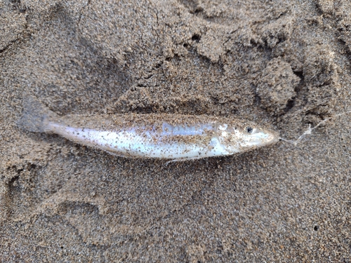 キスの釣果