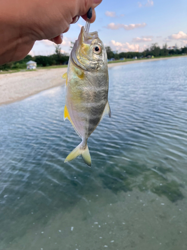 ギンガメアジの釣果