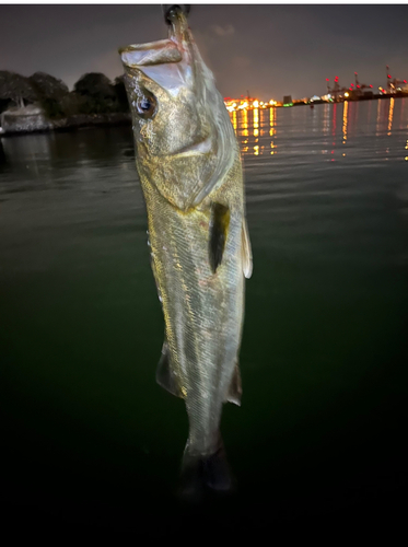 スズキの釣果