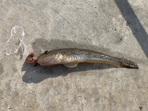 ハゼの釣果