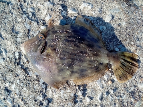 カワハギの釣果