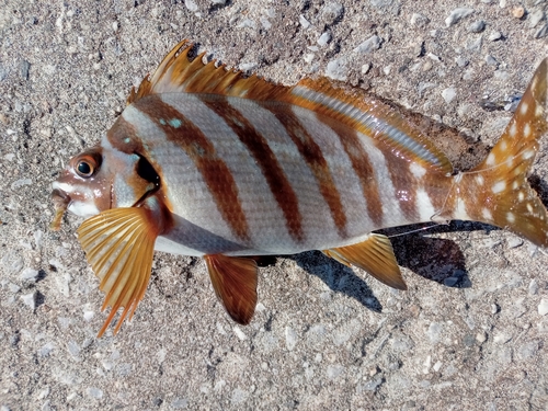 タカノハダイの釣果