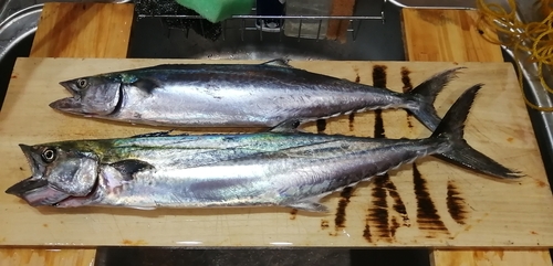 サゴシの釣果