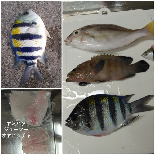 オヤビッチャの釣果