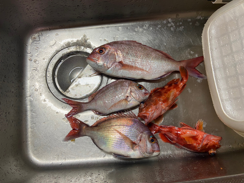 マダイの釣果