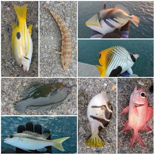 チョウチョウウオの釣果