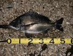 クロダイの釣果