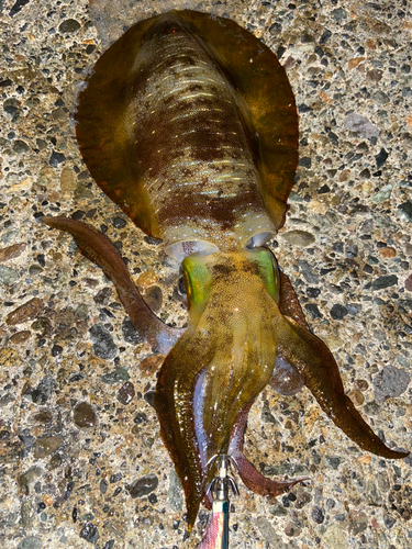 アオリイカの釣果