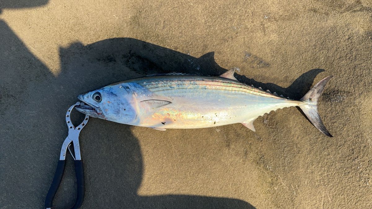 アングラー34451940さんの釣果 1枚目の画像