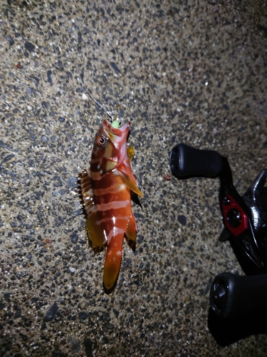 アカハタの釣果