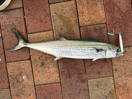 サゴシの釣果