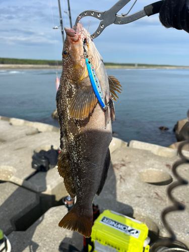 アイナメの釣果