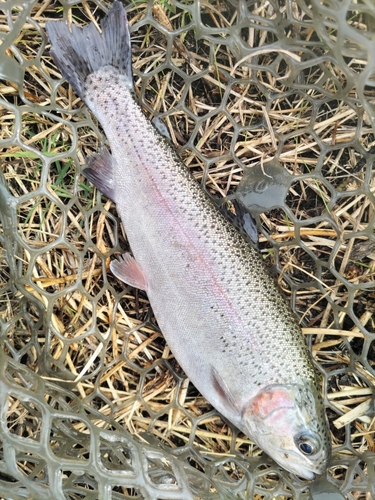 ニジマスの釣果