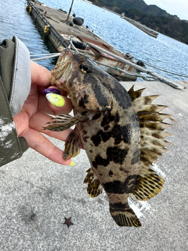 ベッコウゾイの釣果