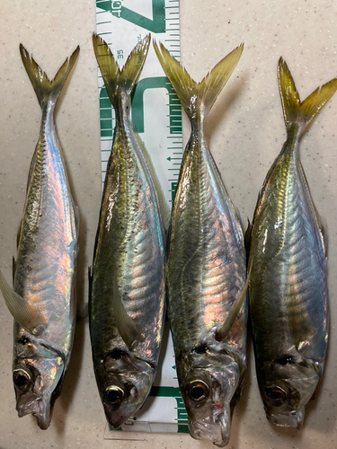 アジの釣果