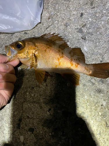 メバルの釣果