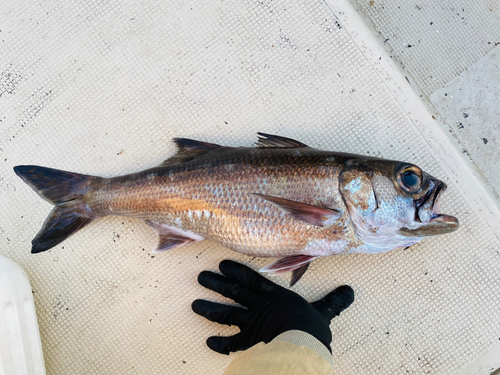 クロムツの釣果