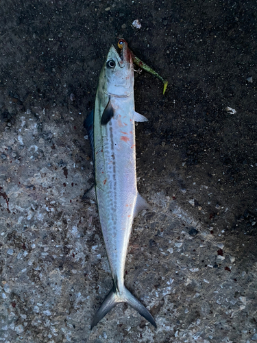 サゴシの釣果