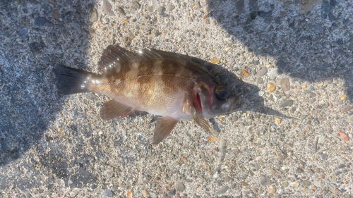 メバルの釣果