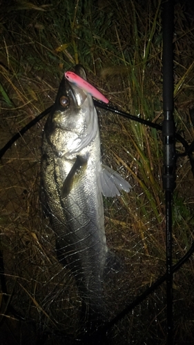 スズキの釣果