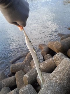 ダツの釣果