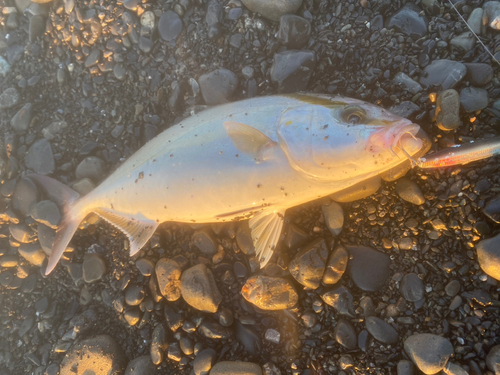 ショゴの釣果