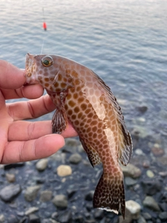 オオモンハタの釣果