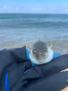 クサフグの釣果