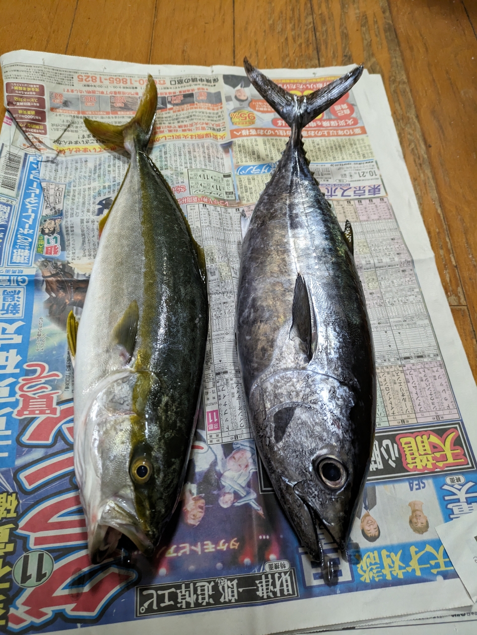 キメジの釣果・釣り情報まとめ【2023年最新】 - アングラーズ | 釣果