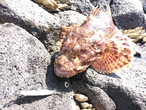 オニカサゴの釣果