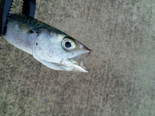 サバの釣果