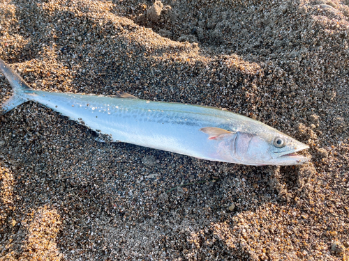 サゴシの釣果