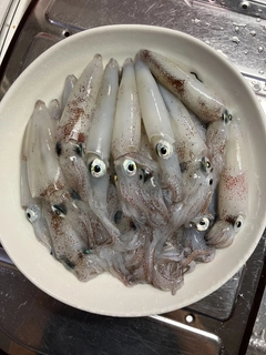 マメイカの釣果