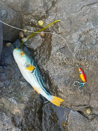 フグの釣果