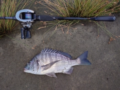 チヌの釣果