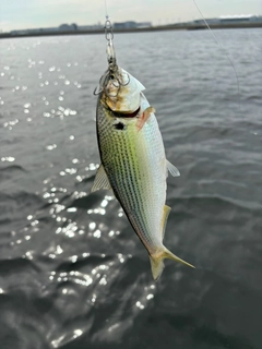 コノシロの釣果