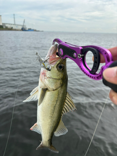 スズキの釣果