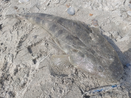 マゴチの釣果