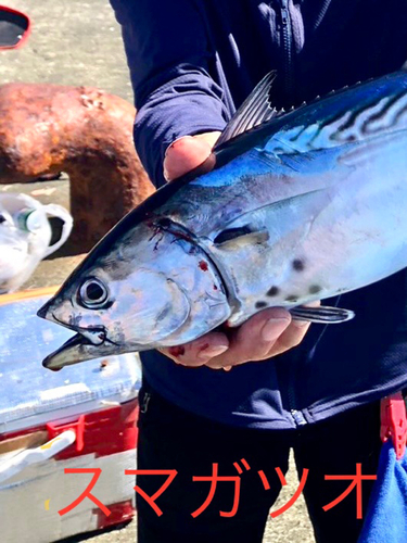 スマガツオの釣果