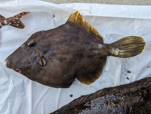 カワハギの釣果