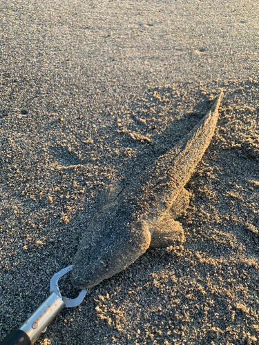 コチの釣果