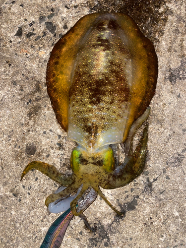 アオリイカの釣果