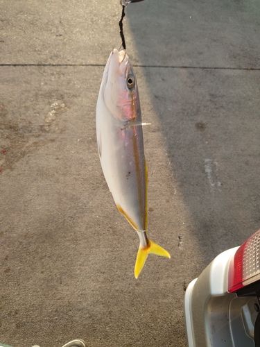 フクラギの釣果