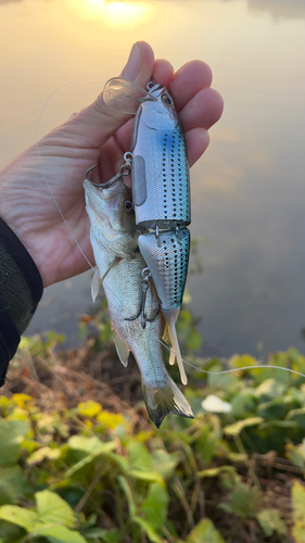 ブラックバスの釣果