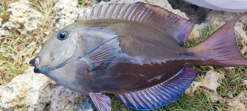 ナガニザの釣果