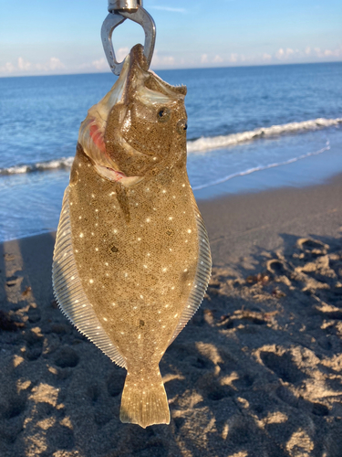 ソゲの釣果